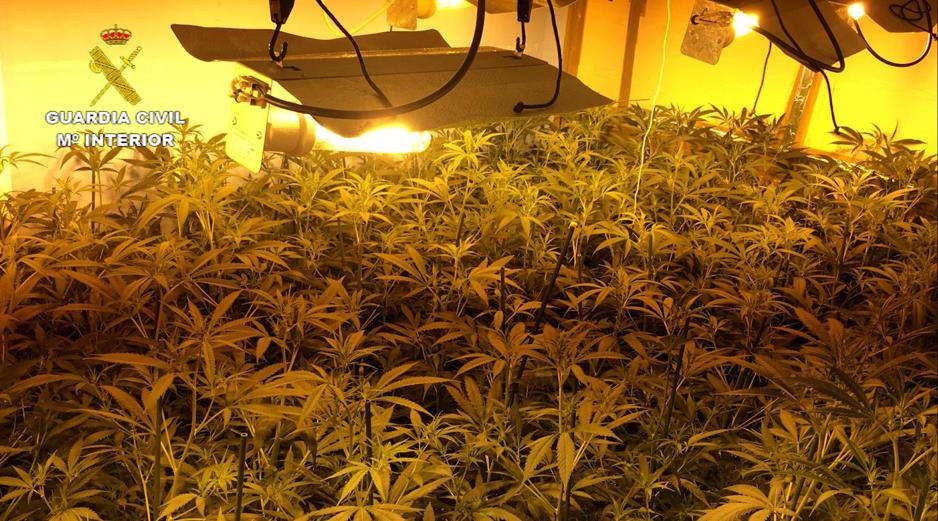 Golpe al tráfico de marihuana | 22 detenidos y 16 puntos de venta desmantelados en Puente Genil