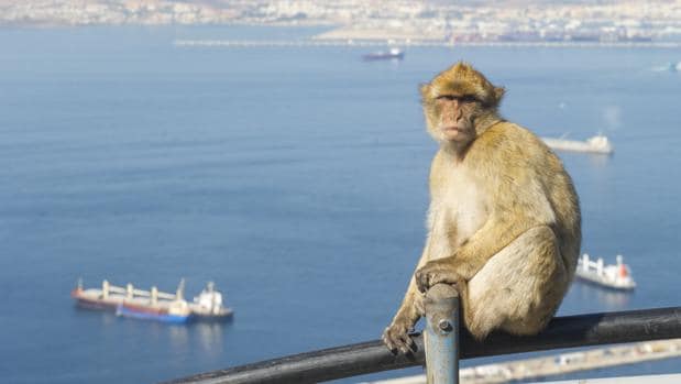 El Gobierno de Gibraltar blinda a los macacos de Berbería