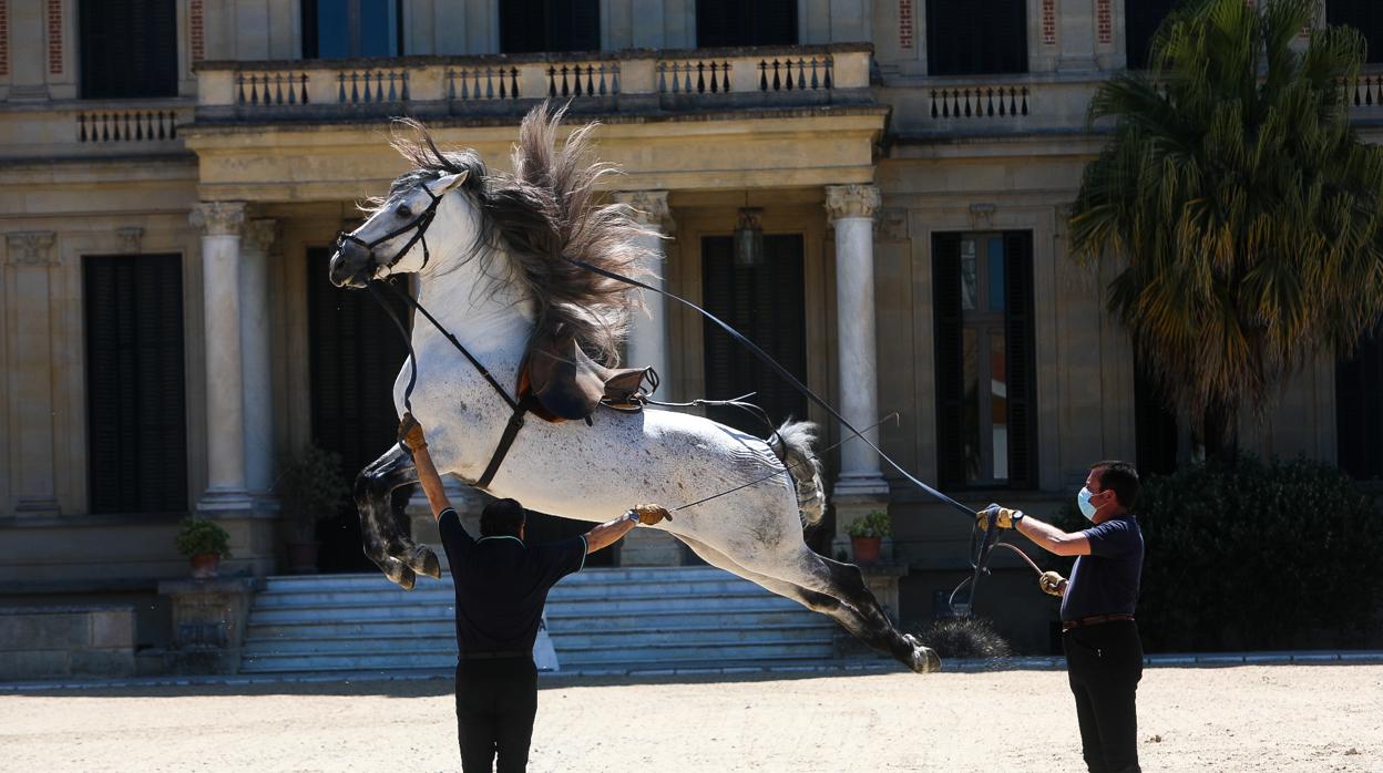 Uno de los caballos haciendo una cabriola