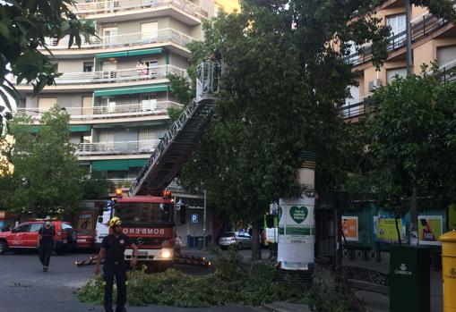 Intervención en un árbol en la plaza de la Costa del Sol