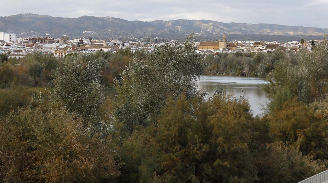 Imagen de la vista del río Guadalquivir a su paso por Córdoba, cdominada por la vegetación descontrolada