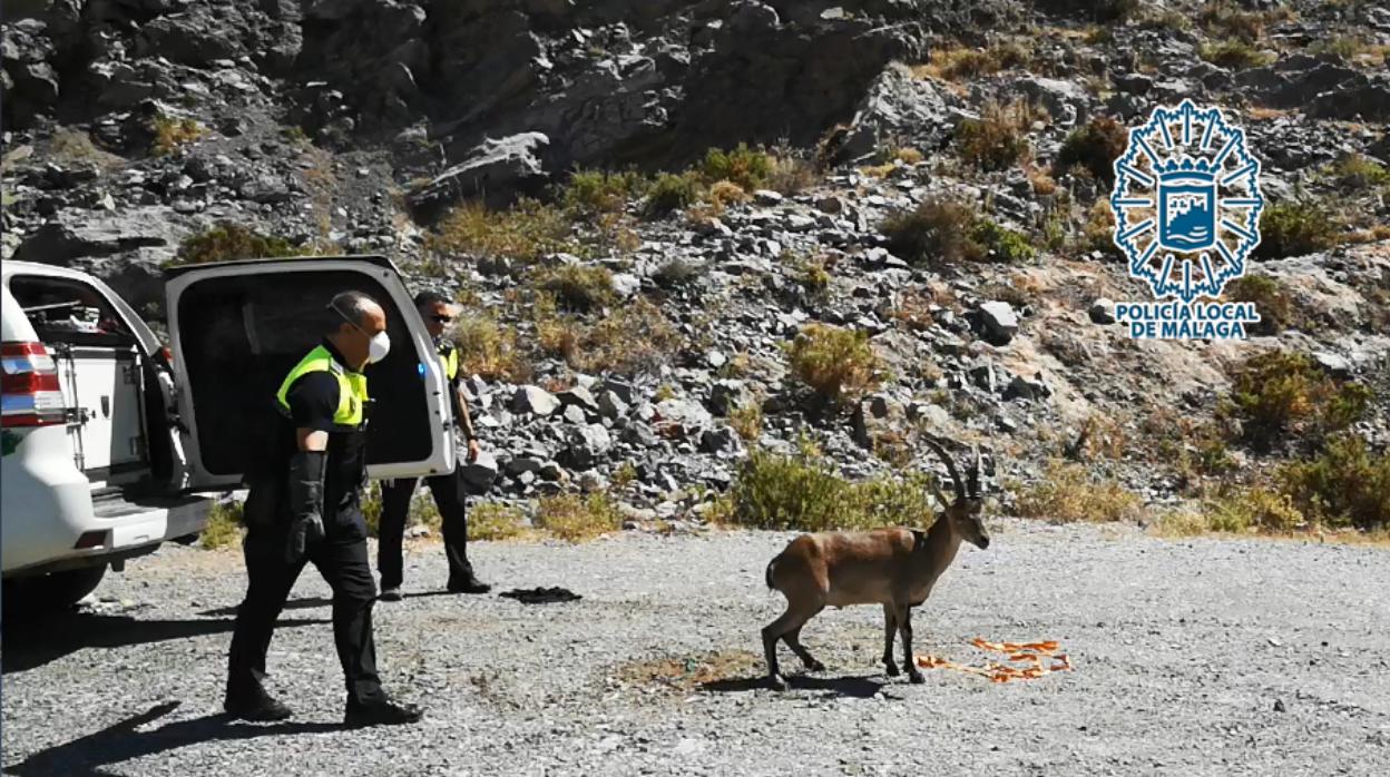 Ejemplar de cabra montés capturada por los agentes de Policía Local