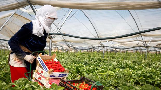 Fresas y pensiones