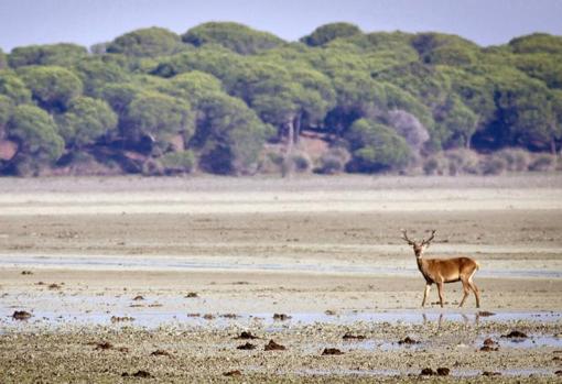 Parque Nacional de Doñana