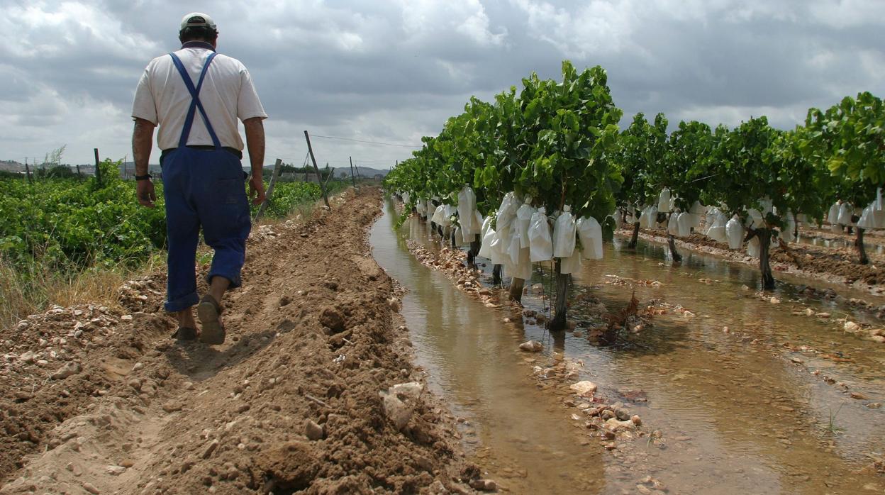 Cultivo de vid en fase de riego