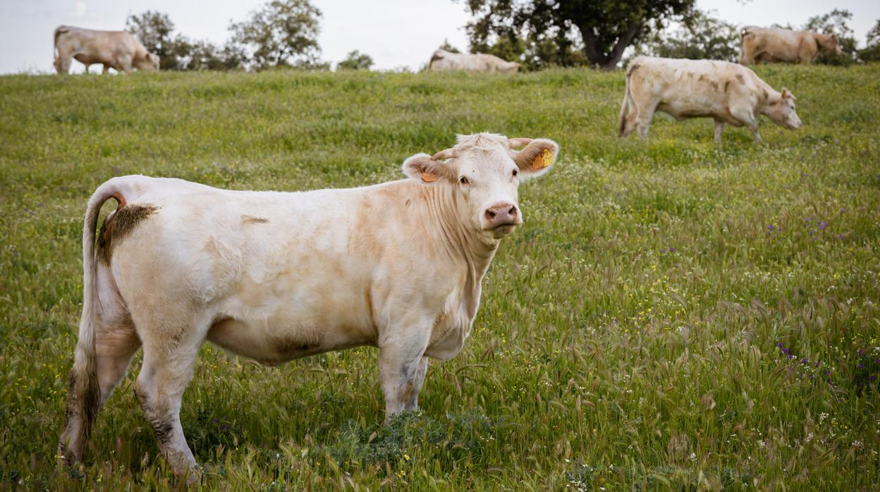 Ganado bovino en la comarca cordobesa de Los Pedroches