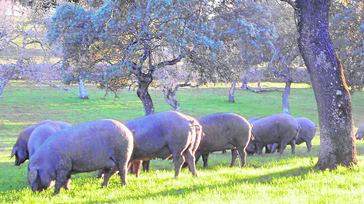 Una piara de cerdos en la dehesa de Los Pedroches