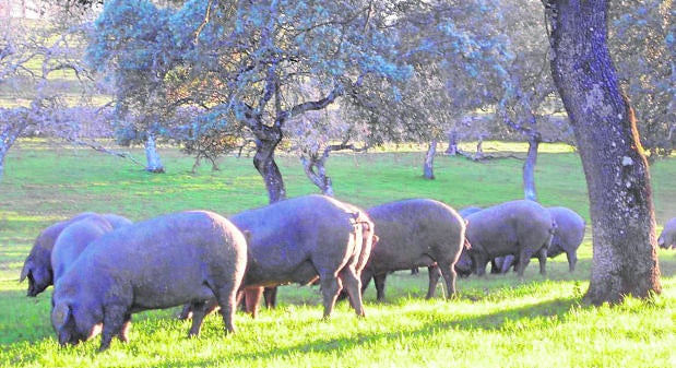 El campo de Córdoba afronta pérdidas de 33 millones anuales en ayudas por el recorte de la PAC