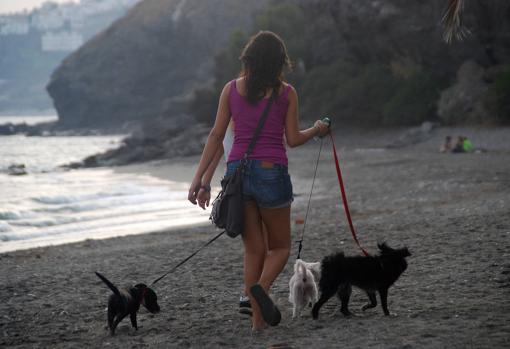 Una mujer pasea a sus perros por una playa de Málaga