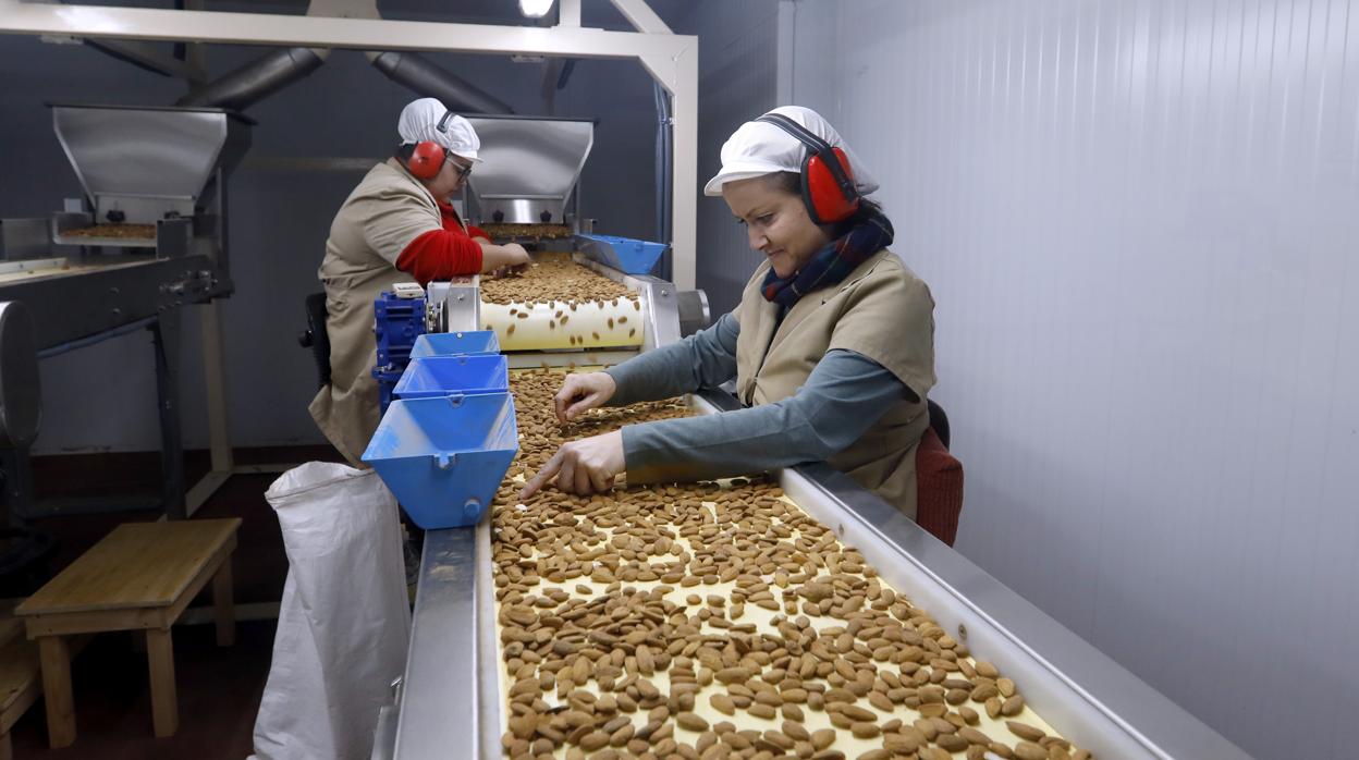 Una operaria de una factoría de almendras