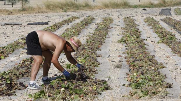 La DO de Montilla-Moriles de Córdoba pide a la Junta que los vendimiadores trabajen sin mascarilla