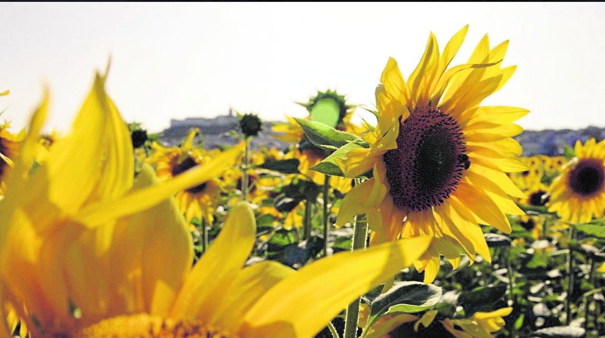 Plantas de girasoles en un cultivo