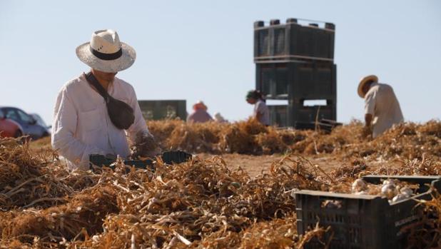 La Política Agrícola Común ha dejado en Córdoba este año 330 millones de euros