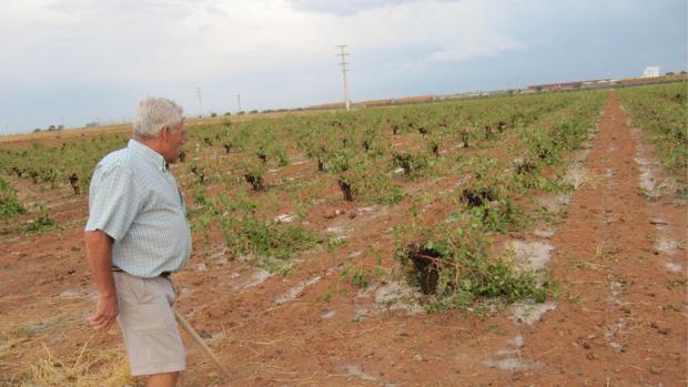 Córdoba, la principal provincia andaluza afectada por el pedrisco en unas 3.400 hectáreas