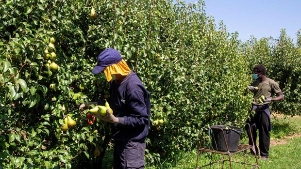 La Junta trabaja en una normativa para extremar las precauciones en el campo ante la llegada de temporeros