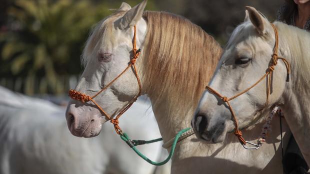 Andalucía suma 19 casos de fiebre del Nilo detectados en caballos