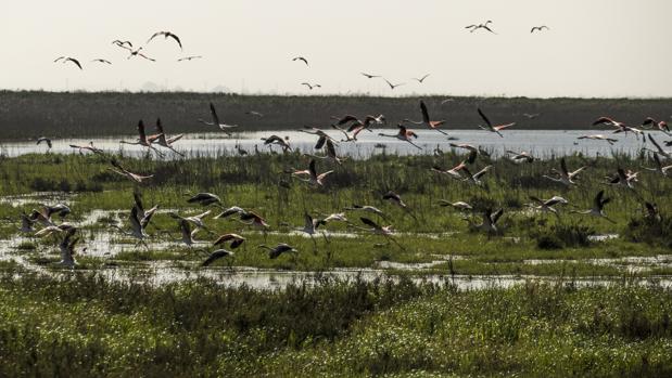 Declaran «en riesgo» las masas de aguas subterráneas del Espacio Natural de Doñana