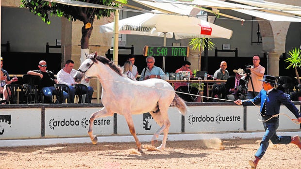 Córdoba Ecuestre mantiene Cabalcor, que será del 17 al 20 de septiembre