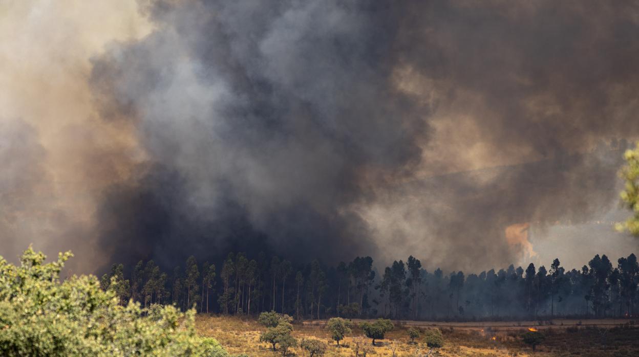 Una arboleda arde en el incendio que comenzó en Almonaster