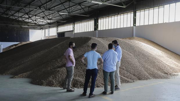 Una lonja informará sobre las variaciones de los precios de la almendra en Córdoba