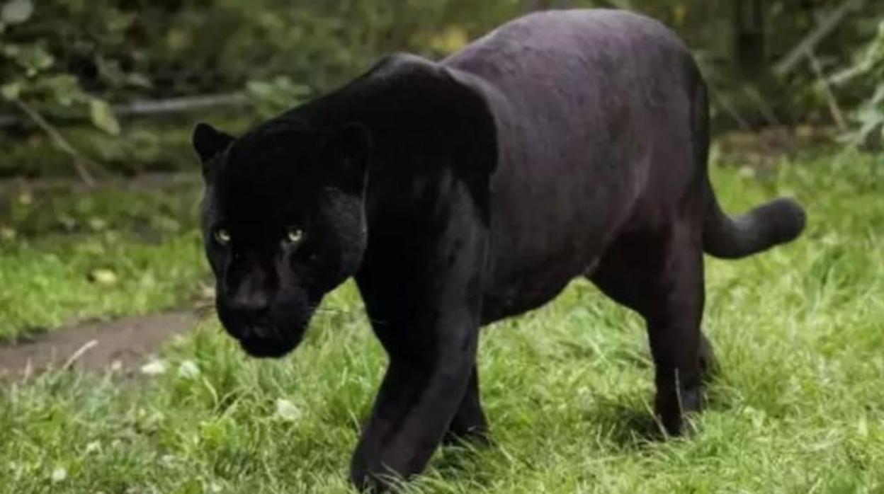 Agentes de Medio Ambiente de la Junta y la Guardia Civil buscan a la pantera negra que aseguran haber visto en Ventas de Huelva (Granada)