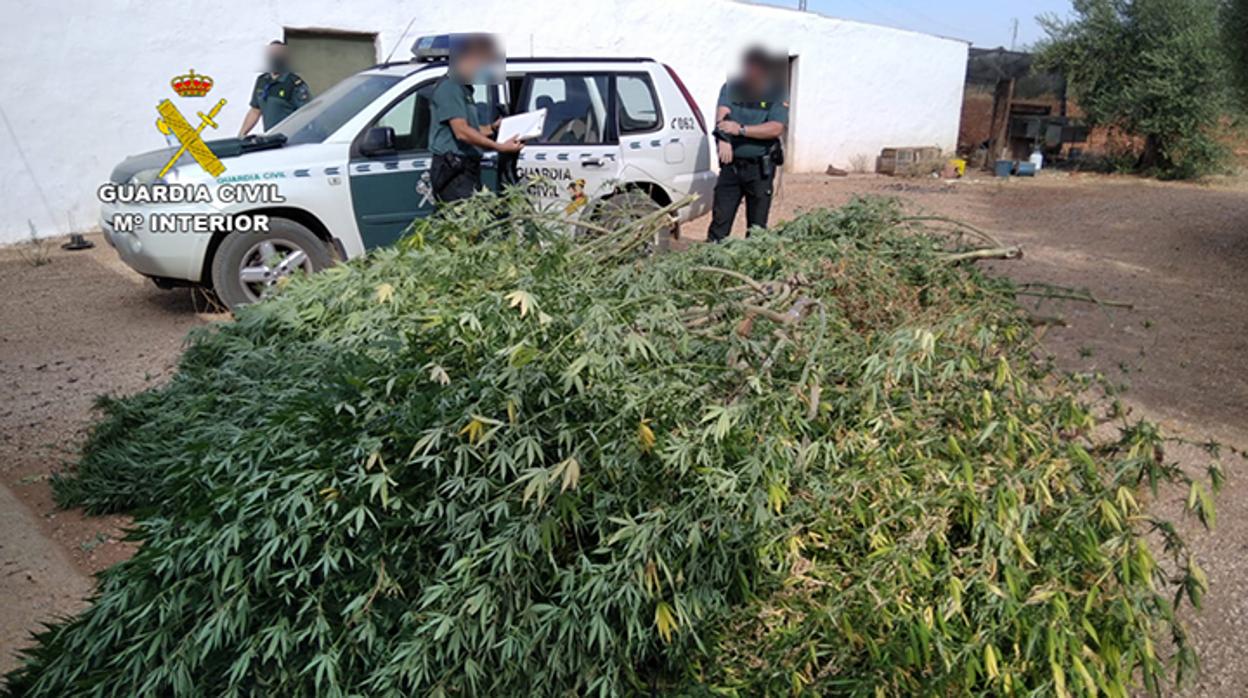 Plantas intervenidas por la Guardia Civil