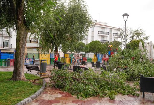 Ramas caídas en un parque de Pozoblanco