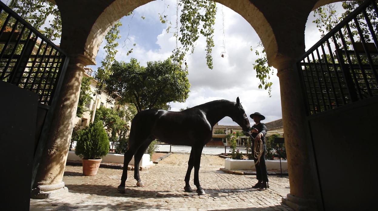 Uno de los ejemplares que participan en esta edición de Cabalcor