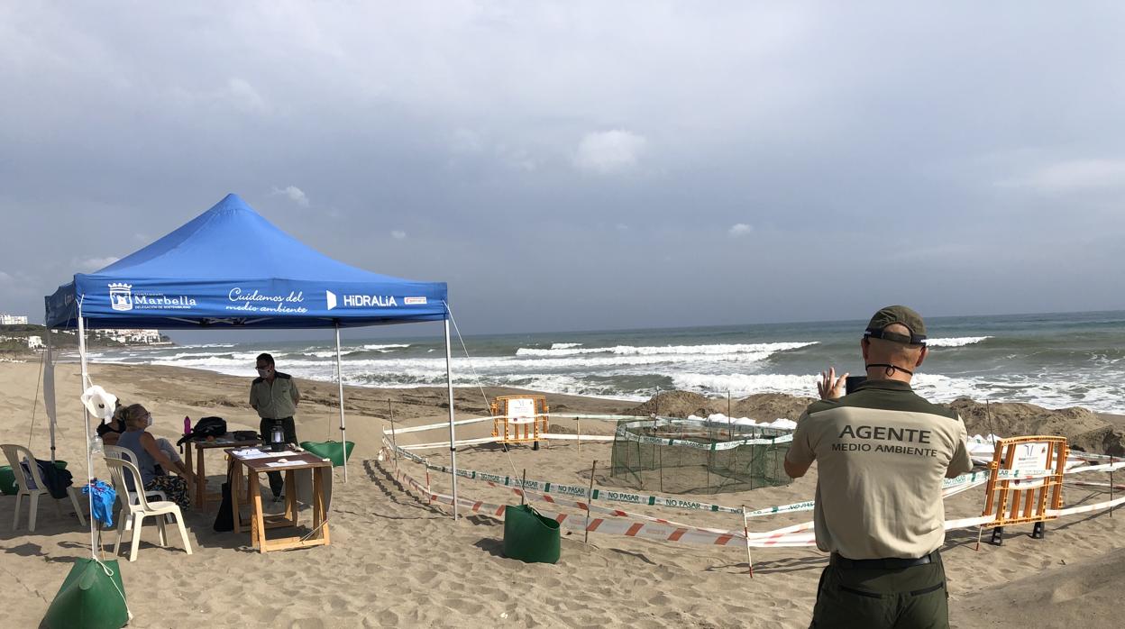 Uno de los técnicos de la Junta de Andalucía fotografía la zona del nido de tortuga boba