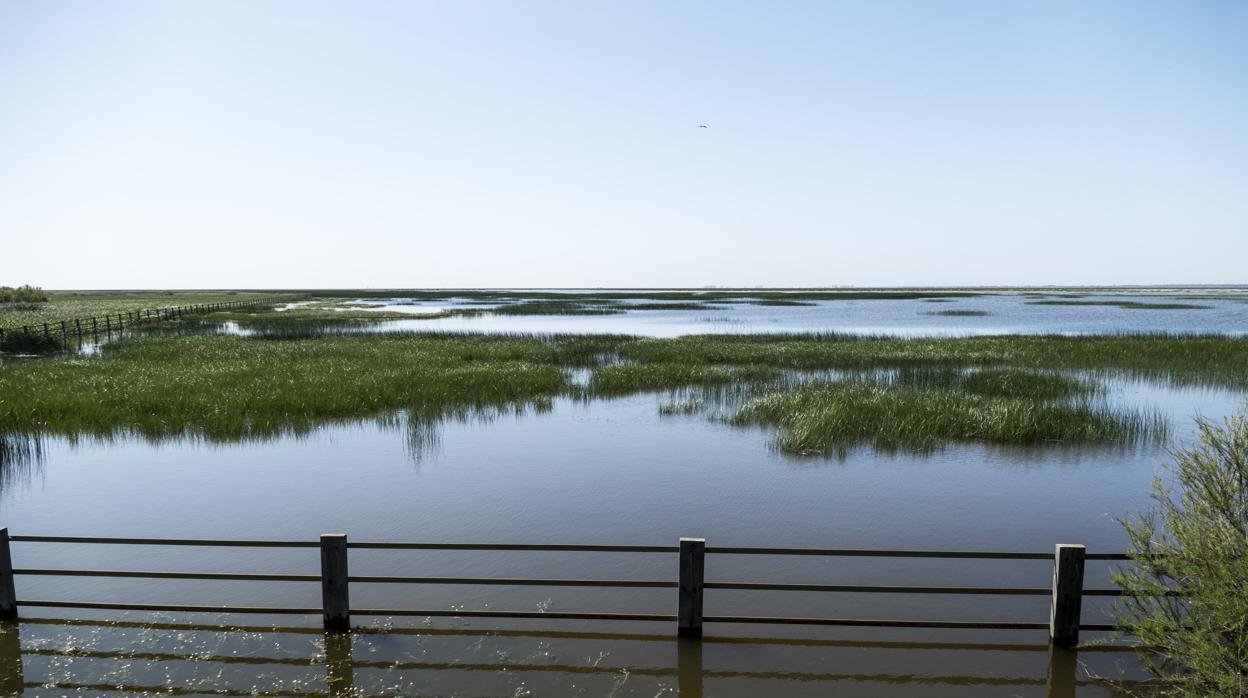 Imagen del parque nacional de Doñana