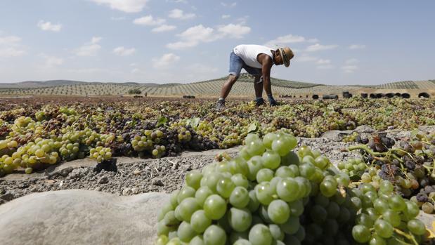 La venta de uva Montilla-Moriles baja un doce por ciento y los precios caen un quince