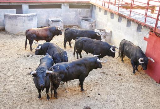 Toros que se lidiarán en la tar del 12 de octubre en Córdoba