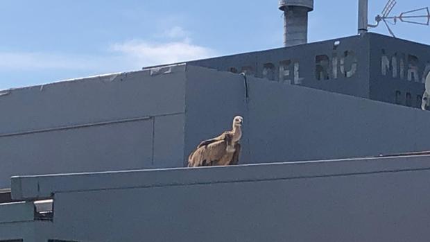 Sorpresa en el restaurante Mirador del Río de Córdoba por la aparición de un buitre leonado