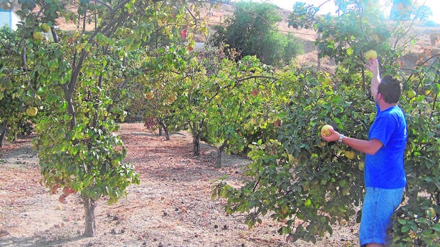 El pedrisco de agosto reduce en un 50% la cosecha de membrillo en Córdoba