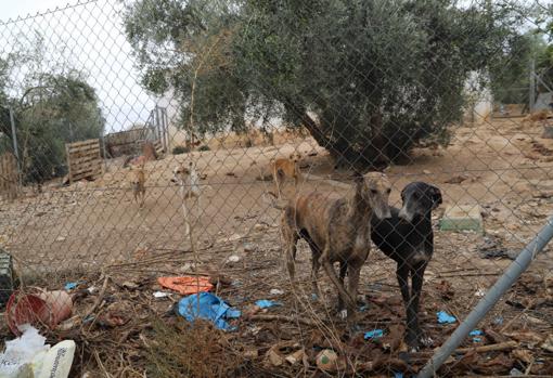 La finca de los horrores de Cabra | Recatan a 24 perros sin agua, comida, enfermos entre heces y cadáveres