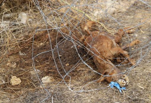 La finca de los horrores de Cabra | Recatan a 24 perros sin agua, comida, enfermos entre heces y cadáveres