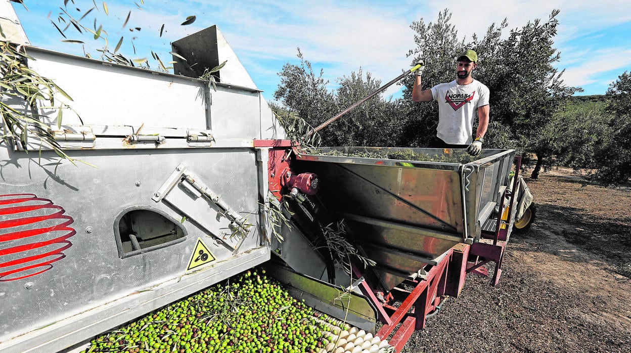 Recogida de aceituna en una finca de Córdoba