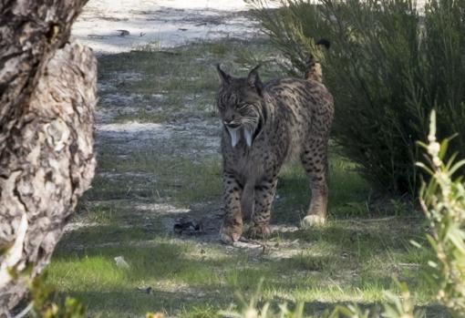 El año pasado nacieron 122 cachorros de lince