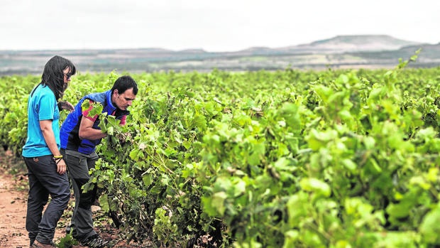 La burocracia y la falta de rentabilidad lastran el relevo generacional del campo de Córdoba