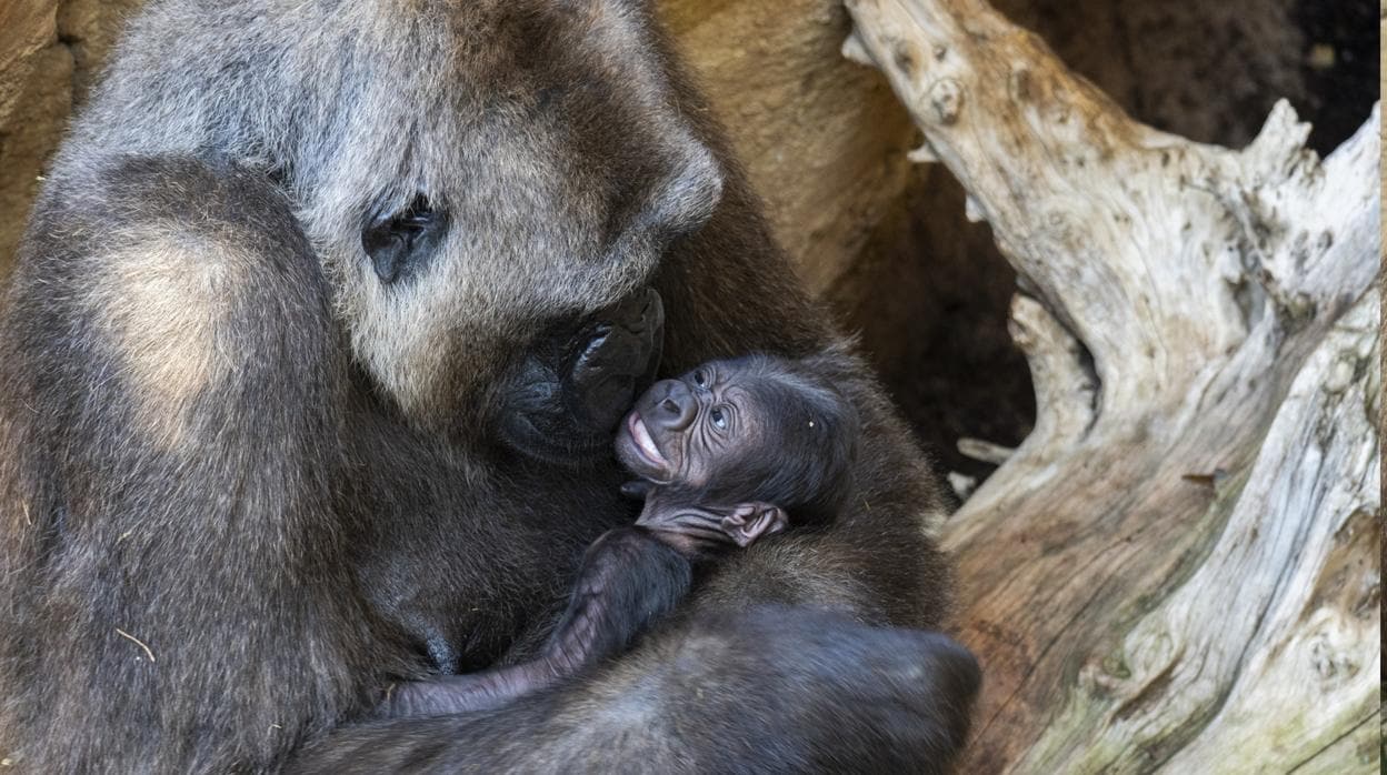 La cría de gorila con la madre en Bioparc Fuengirola
