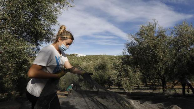 La Junta invertirá 80 millones en el campo de Córdoba