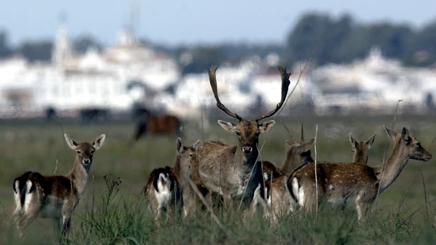 Los huesos de ciervos, yeguas y vacas dejarán la huella de nuestro tiempo en Doñana