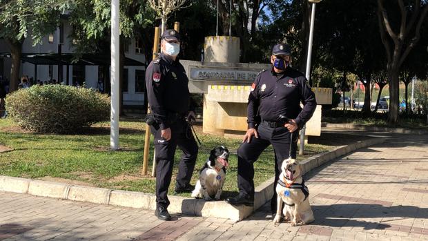 Alva y Neo, los dos primeros agentes caninos de Málaga condecorados por Interior