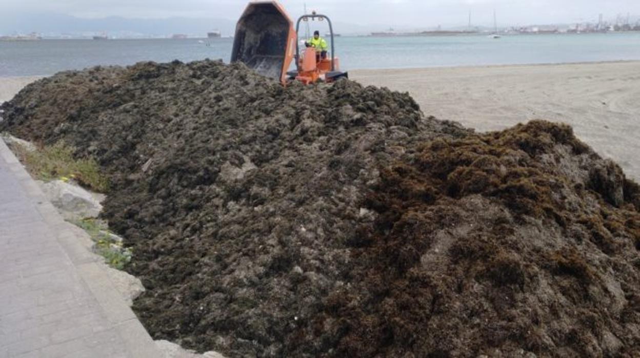 Imagen de la retirada de restos de alga invasora en una playa del Campo de Gibraltar