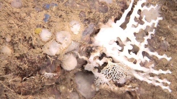 Descubren una nueva especie de briozoo en las costas de Almería