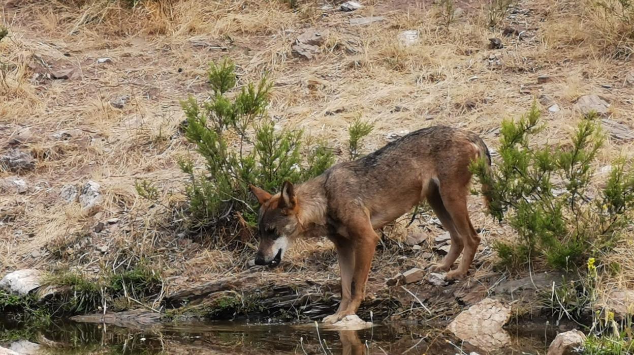 Un ejemplar en semicautividad en el Centro del Lobo Ibérico de Robledo de Sanabria, en Zamora