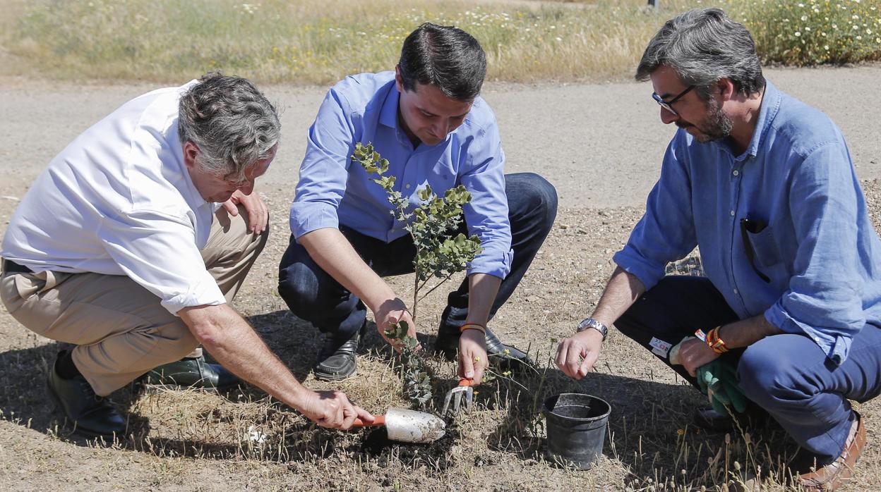 Fuentes, Bellido y Torrico plantan un árbol antes de las elecciones