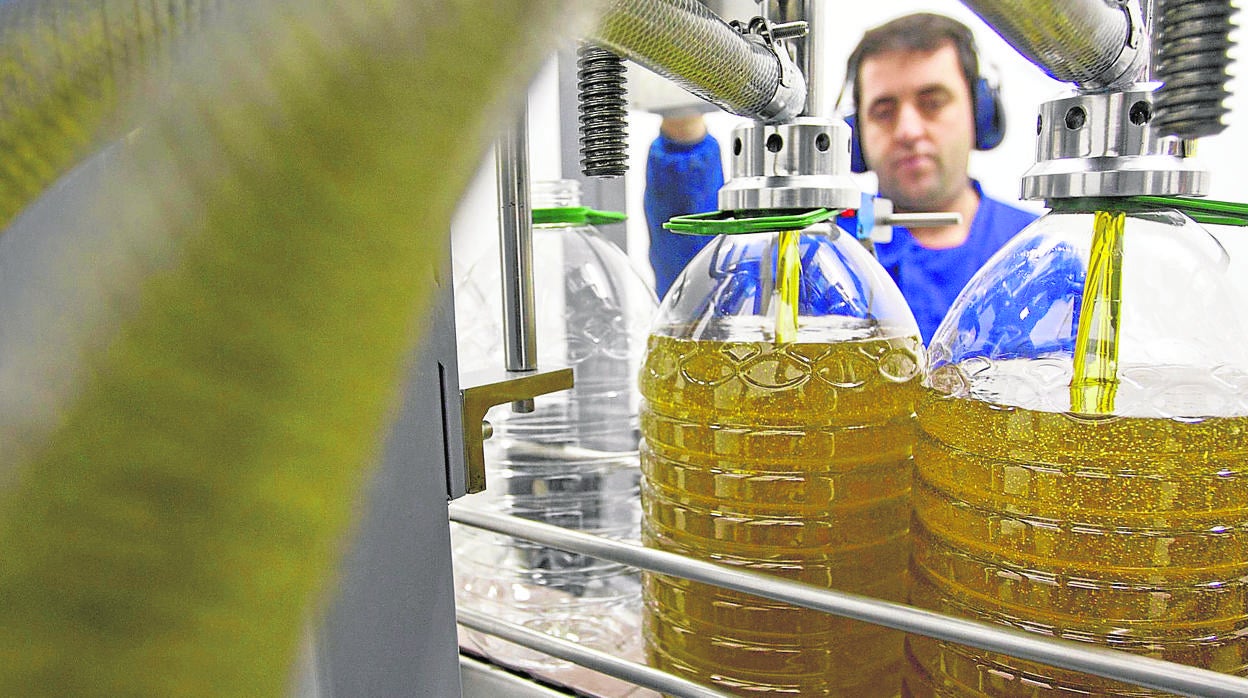 Un trabajador de una almazara realzia el lleando de garrafas de aceite de oliva