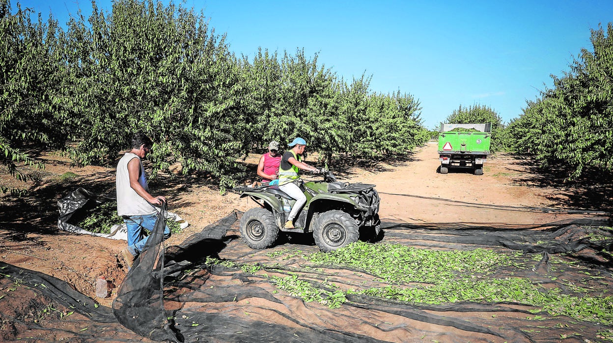 Recogida de almendras en una plantación andaluza