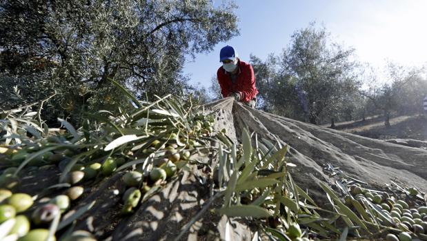 La campaña de olivar llega en Córdoba al ecuador con más cosecha pero menos rendimientos